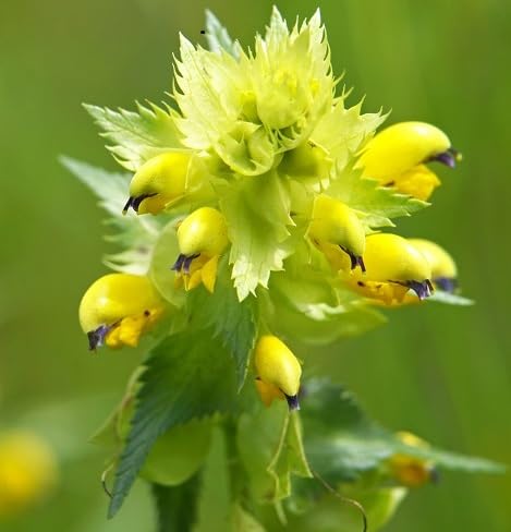 rhinanthus Flower Seeds
