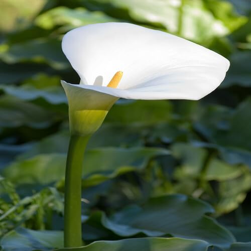 Zantedeschia Aethiopica Flower Seeds