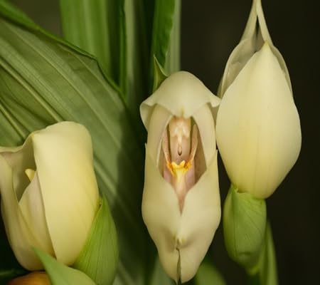 Uniflora Flower Seeds