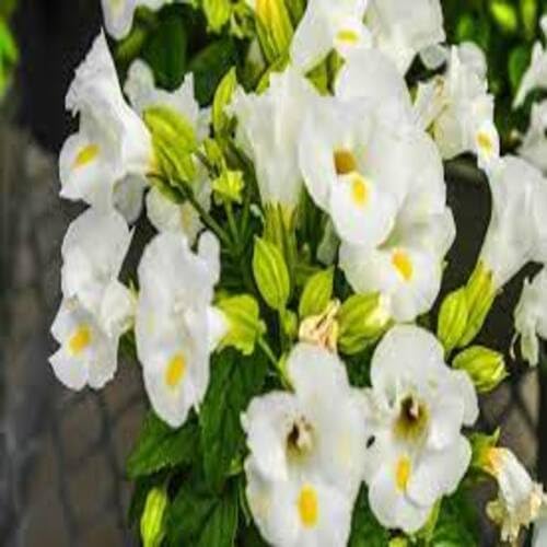 White Torenia Flower Seeds