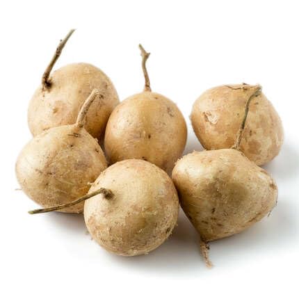 Brown Jicama vegetable seeds for Home Gardening, Nutritious Backyard Harvest Collection for kitchen garden planting