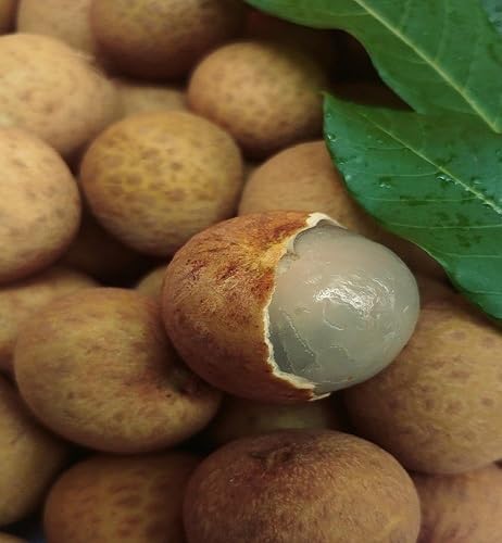 Brown Lychee Fruits . Fruit fruit seeds for organic garden planting