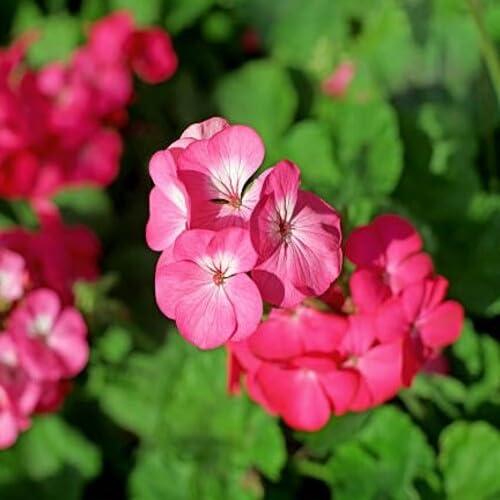Pink Plumbago Flower Seeds