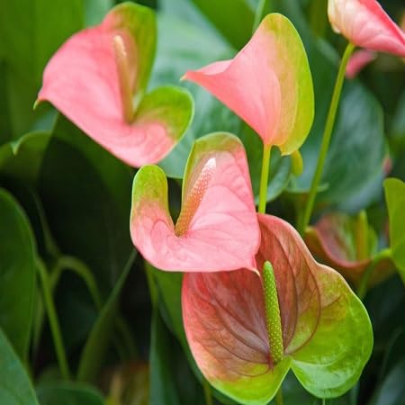 mixed anthurium flower seeds