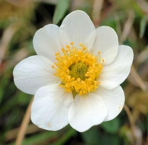 White burren Flower Seeds
