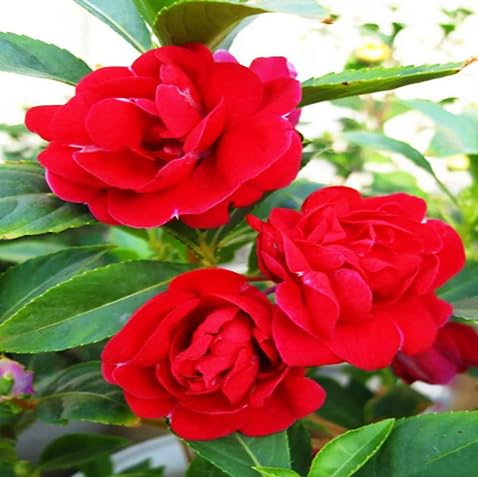 Balsam Flower Seeds
