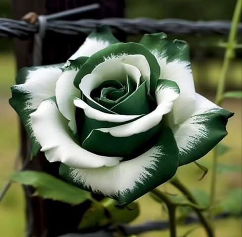 White Green Rose Flower Seeds