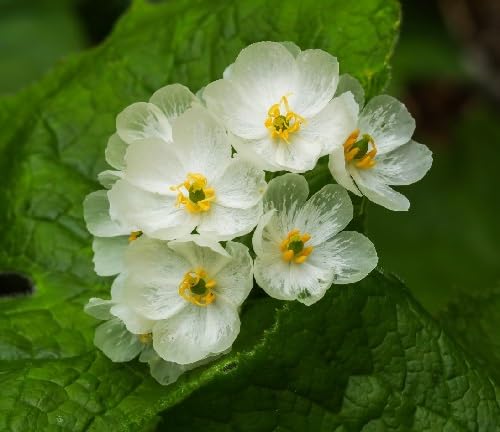 White Diphylleia Flower Seeds