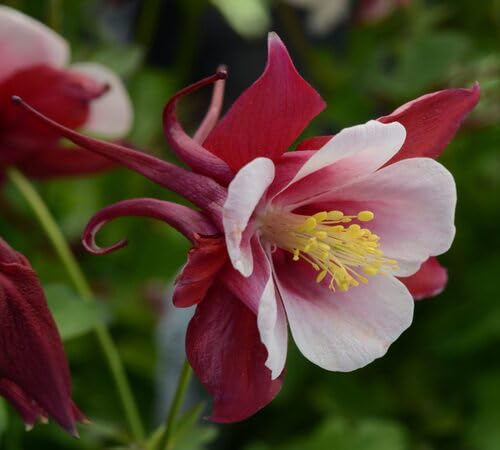 Red Giant Aquilegia Flower Seeds