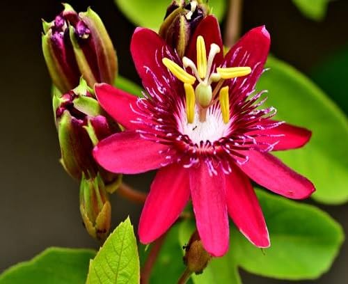 Red Perennial Passion Flower Seeds