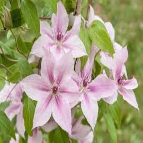 Pink Clematis Flower Seeds
