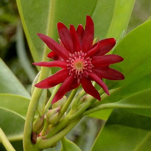 Red Tradescantia Flower Seeds