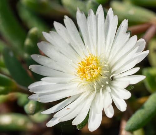 white delosperma flower seeds
