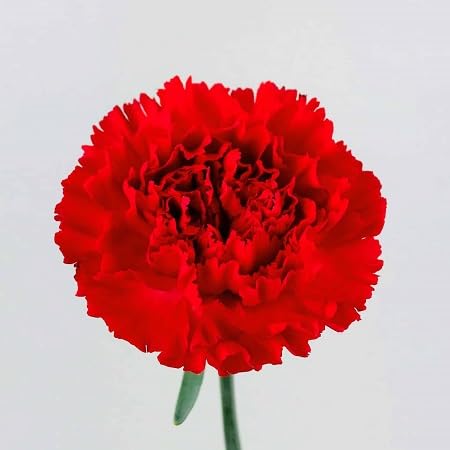 Red Carnation Flower Seeds