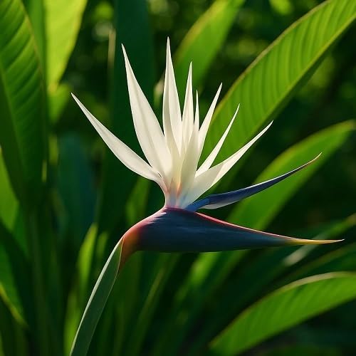 White Strelitzia Reginae Flowers Seeds