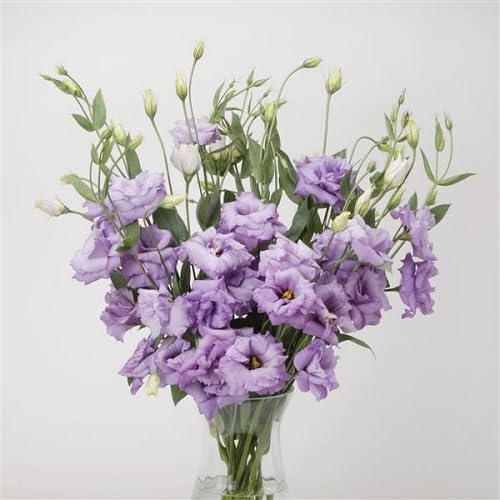 Violet Lisianthus Flower Seeds