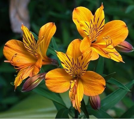 alstroemeria Flower Seeds