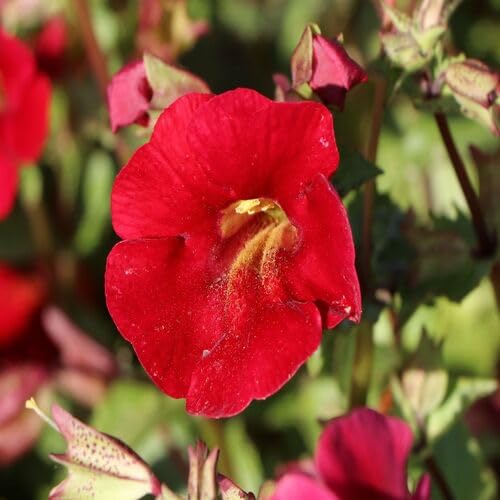 Red mimulus guttatus Flower Seeds
