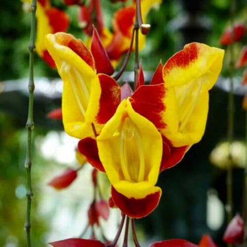 Yellow Thunbergia coccinea Flower Seeds