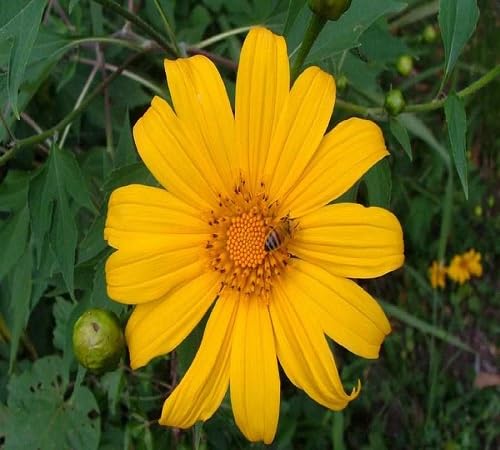 Tithonia diversifolia Flower Seeds