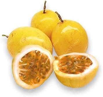 Dwarf Cylindrical Papaya Kaek Dahm Fruit Compact Sweet For Small Gardens For Landscape Fruit Seeds