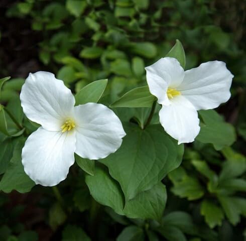 White Trillium grandiflorum Flower Seeds
