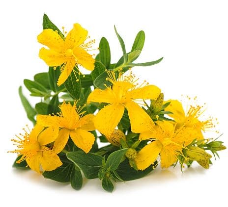 Yellow Hypericum cerastoides Flower Seeds