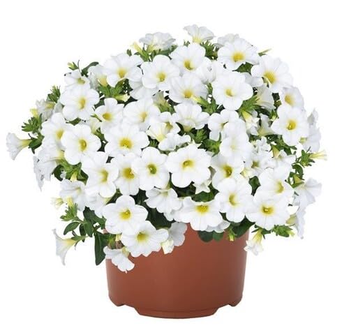White Calibrachoa Flower Seeds