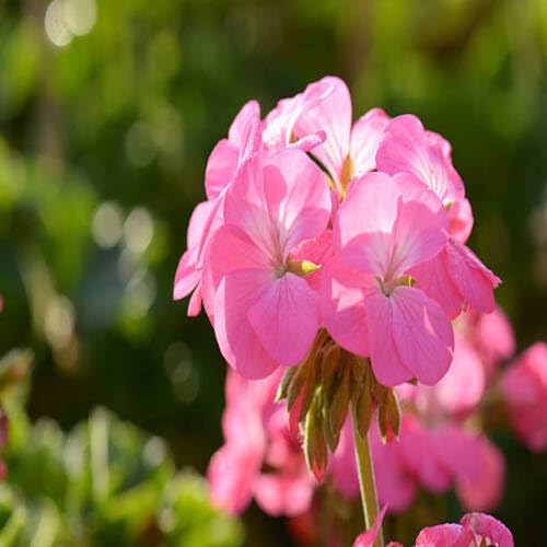 Pink Light Apple Geranium Flower Seeds