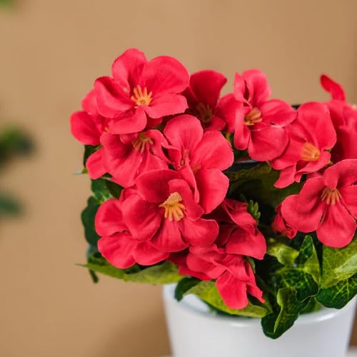 Red Begonia Flower Seeds