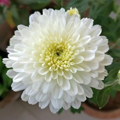 white giant chrysanthemum flower