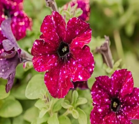 Starry Petunia Flower Seeds