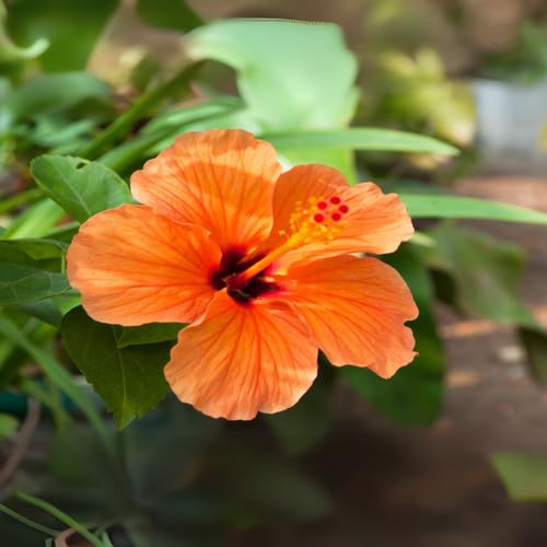 Orange Hibiscus fruit seeds for organic garden planting