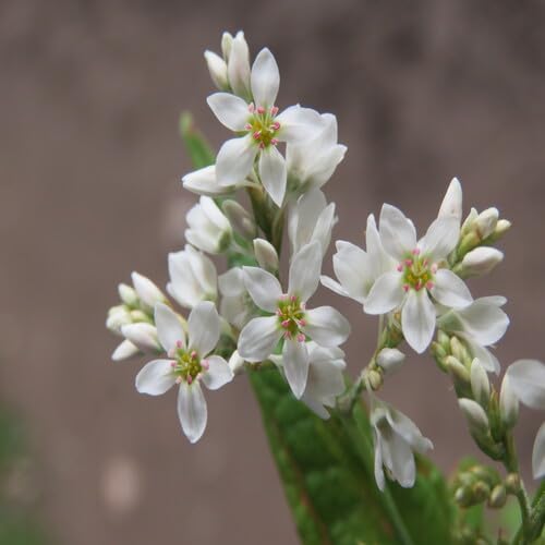 White Fagopyrum Flower Seeds