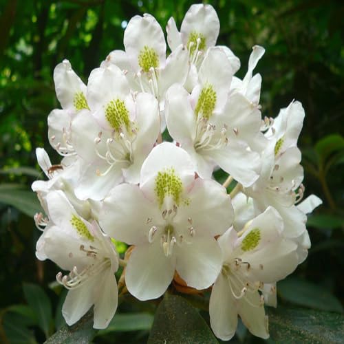 White Giant Rhododendron Flower Seeds