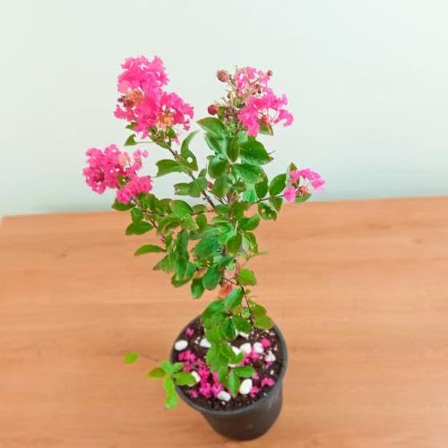 Pink Crape Flower Seeds