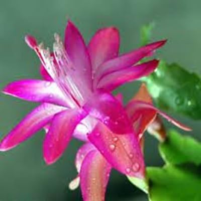Zygocactus Flower Seeds