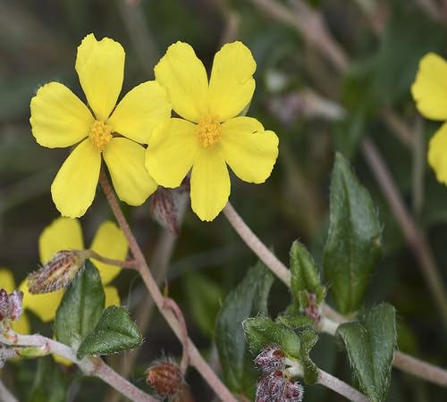 Yellow Helianthemum Flower Seeds
