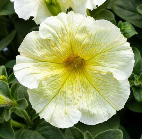 White Yellow Petunia Flower Seeds