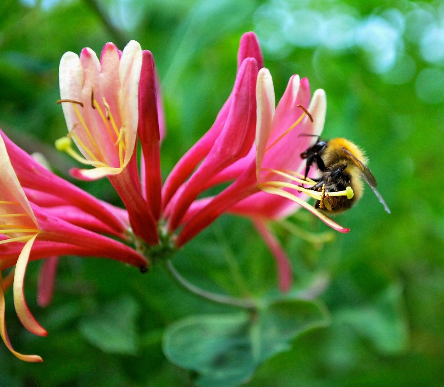 Honeysuckle Flower Seeds