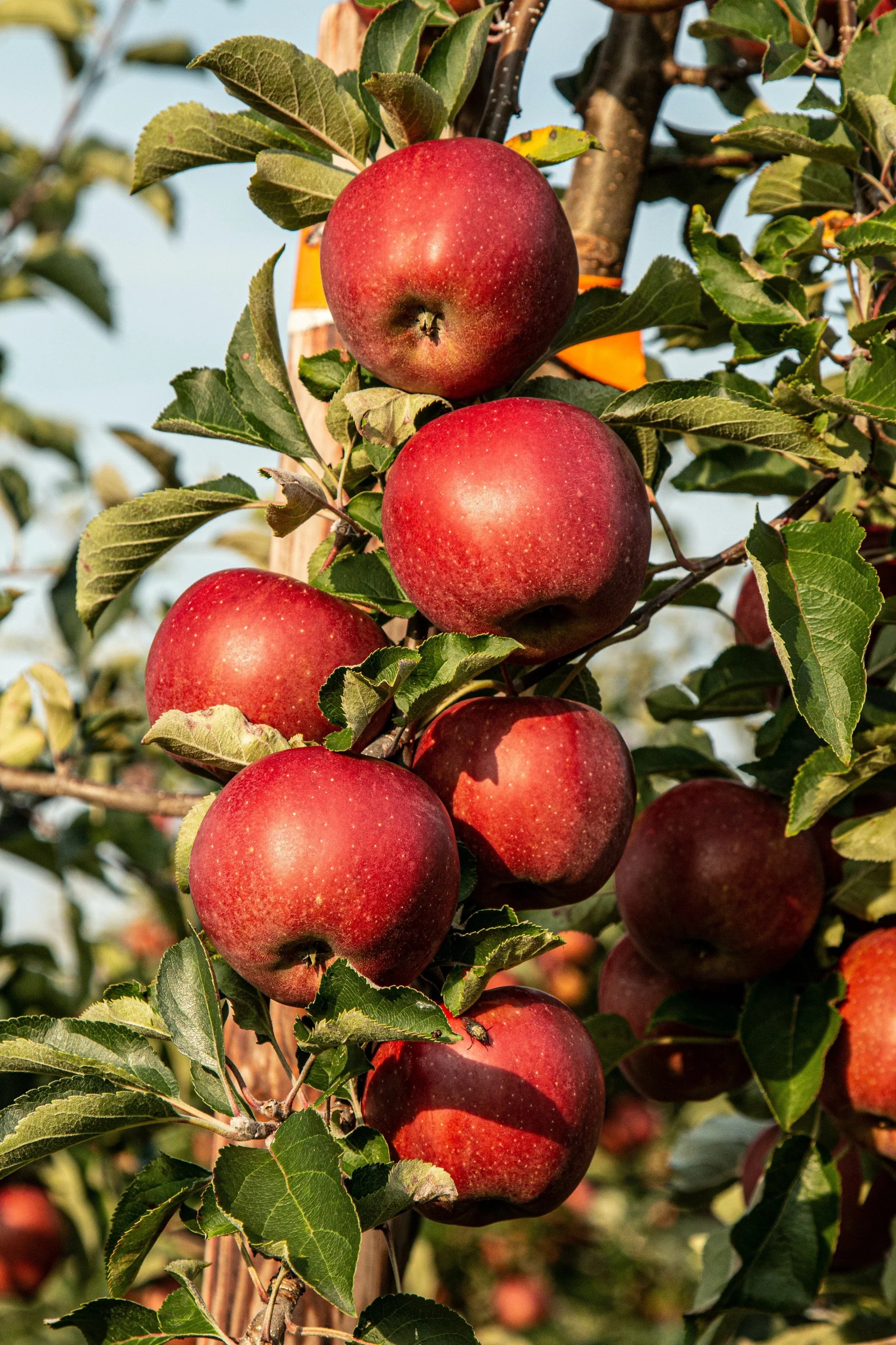 Speckled Apple Fruit Colorful And Flavorful Apples Fruit Seeds