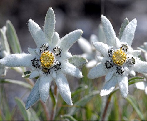 White Edelweiss Flower Seeds
