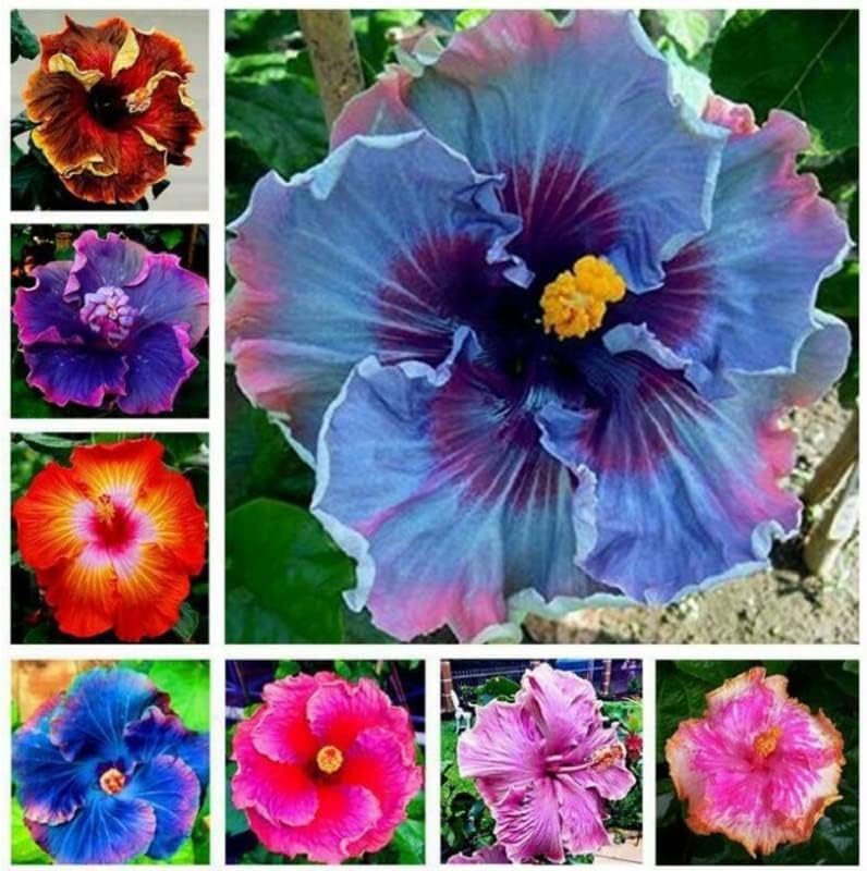 Pink Hibiscus Flower Seeds - Heirloom Non GMO High Germination Flower Seeds for Home Garden Planting