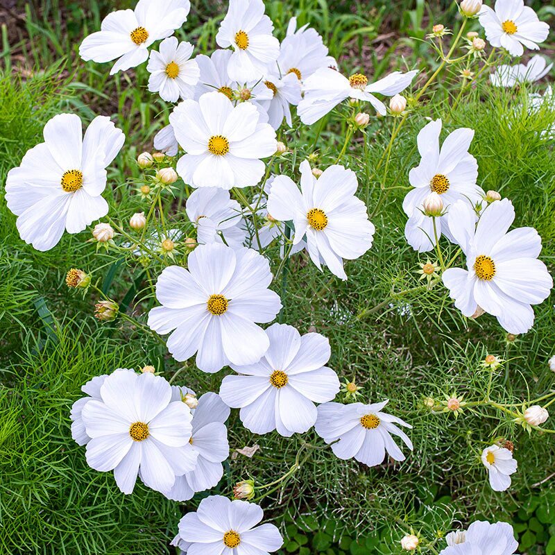 White Cosmos Flower Seeds - Heirloom Non GMO High Germination Flower Seeds for Planting