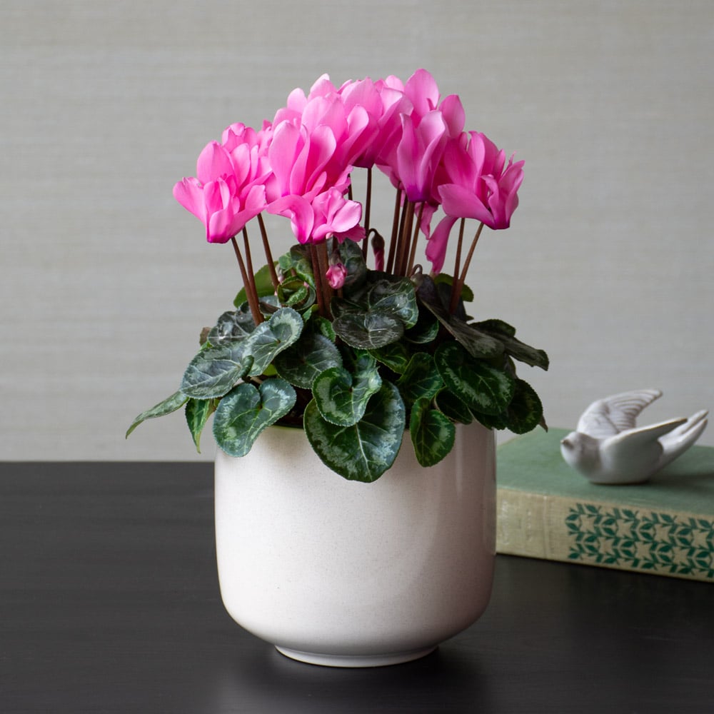 Cyclamen Flower Seeds