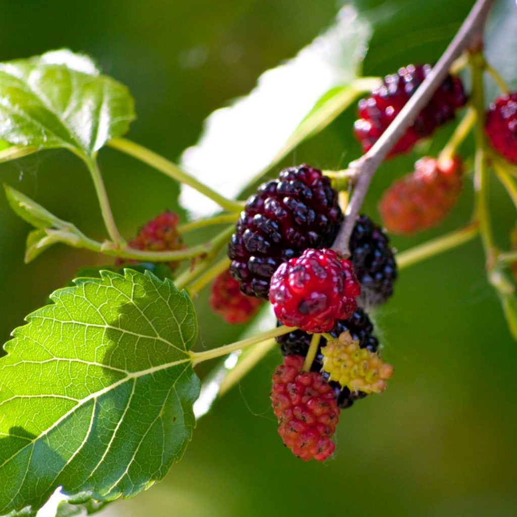 Mulberry Fruit Plant Sweet And Juicy Berries Fruit Seeds
