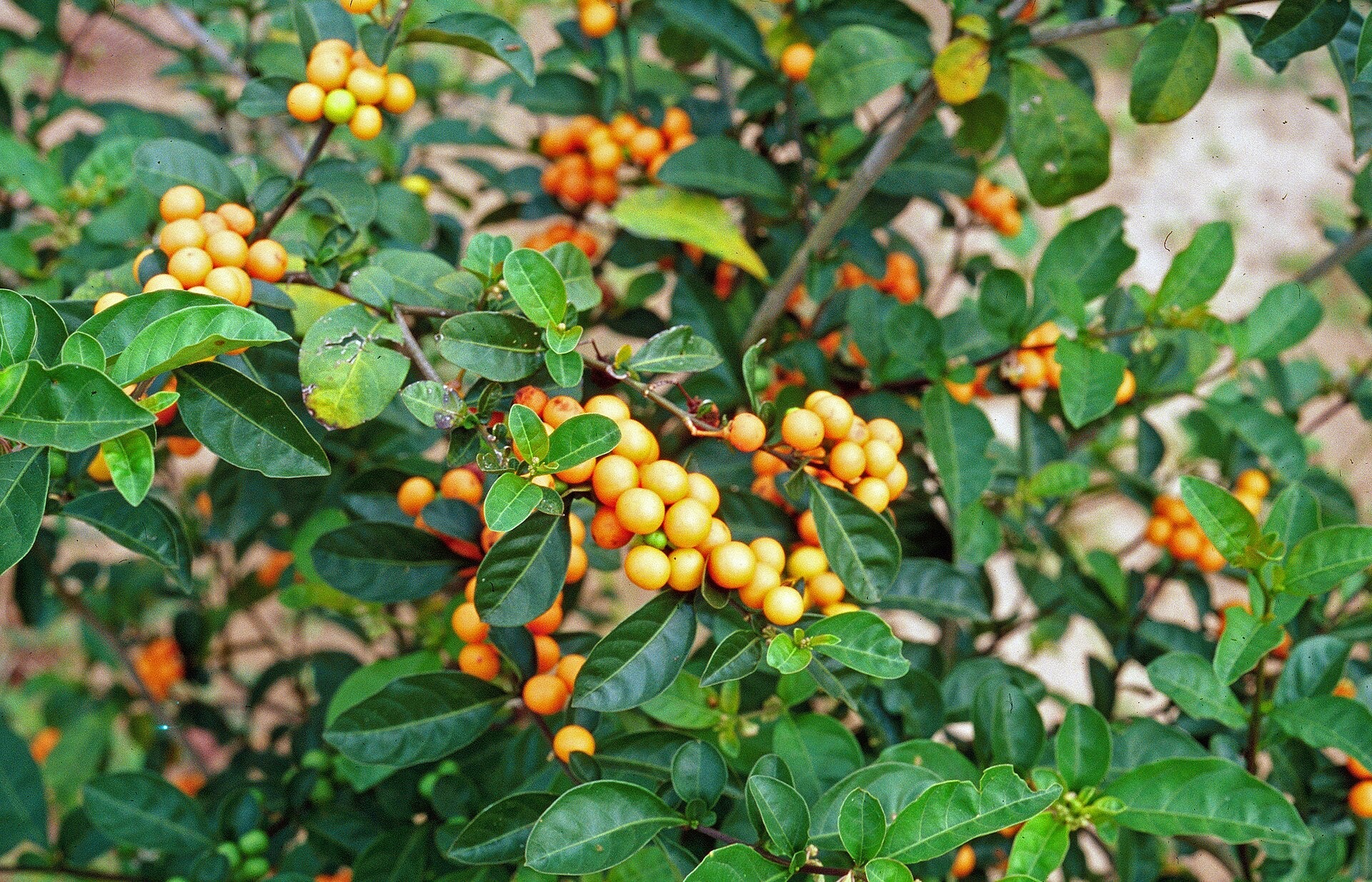 Solanum Fruit And Flavorful Fruits Fruit Seeds