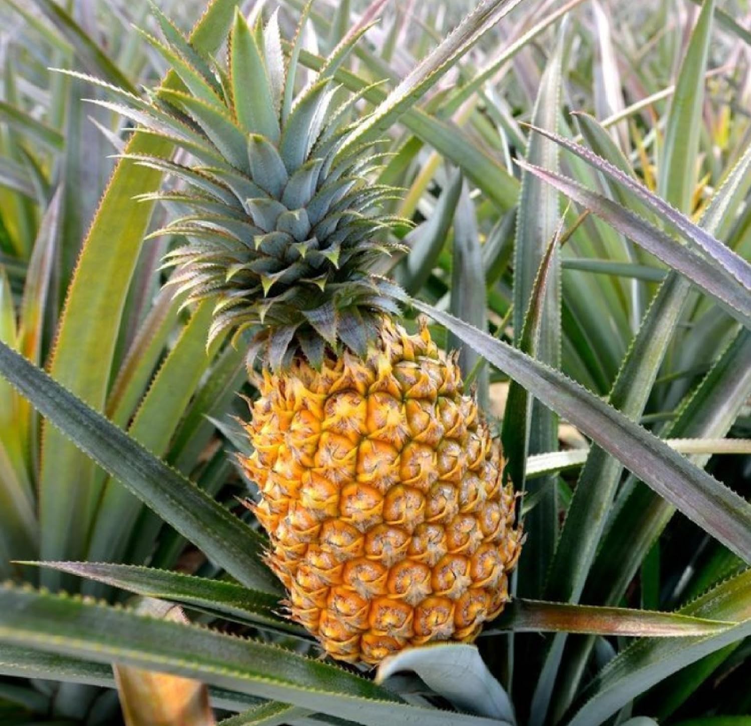 yellow pineapple fruit for planting start Fruit Seeds