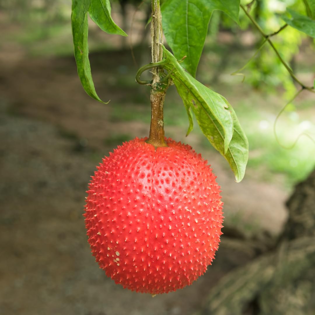 Gac Fruit Variety Exotic Lovers Fruit Seeds