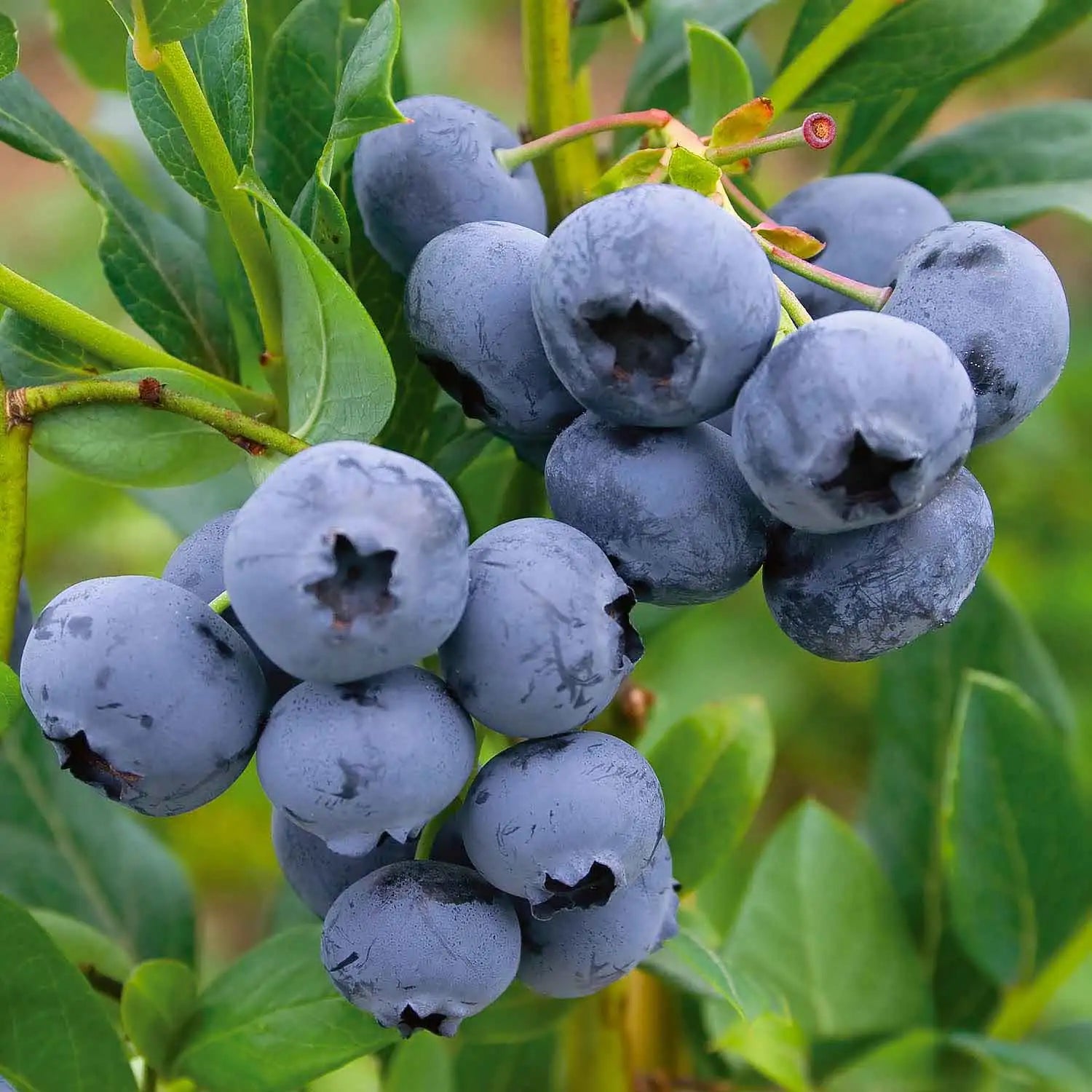 heidelbeeren fruit grow blueberries for a Fruit Seeds